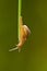 Garden snail reaching the end of It& x27;s path on the grass