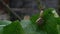 Garden snail in shell crawling on green leaf