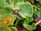 Garden snail in shell crawling on green leaves