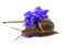 Garden snail slides over the petals of a blue chrysanthemum flow