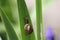 Garden snail slithering along at a green leaf