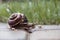 Garden snail with small snail