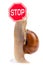 Garden snail and stop traffic sign