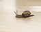 Garden Snail on table top. Macro Image.