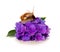 Garden snail on violet hydrangea flower isolated .