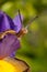 Garden snail waking in morning sunlight