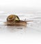 Garden snail with water droplets