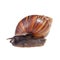 A Garden Snail on a white background with clipping path.