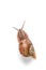 Garden snail on white background. vertical photo. place for text