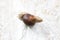 Garden snail on white rough background