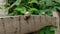 Garden snails crawl on a wooden plank. Snails move slowly