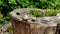 Garden snails crawl on a wooden stump. Snails moving on stump slowly.