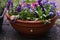 Garden snails on flowerpot with purple pansies