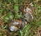 Garden snails mating.