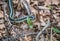 Garden Snake In Woods In Wisconsin