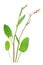 Garden sorrel (Rumex acetosa)