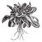 Garden sorrel or Rumex acetosa or Common Sorrel. Variety called Belleville, vintage engraving