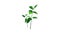 Garden soybean plant icon animation