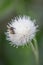 Garden speedwell, Cirsium tuberosum, white flower and a bee