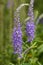 Garden speedwell veronica longifolia flowers