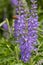 Garden speedwell veronica longifolia flowers