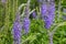 Garden speedwell veronica longifolia flowers