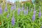 Garden speedwell veronica longifolia flowers