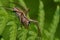 Garden spider on ferns