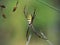 Garden spider known as Argiope amoena
