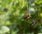 Garden Spider Loses Battle with Wasp Prey