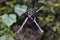 Garden Spider Web Builder Closeup after rain