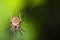 Garden Spider Web Macro