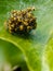 A Garden Spiders nest of spiderlings