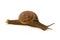 Garden spiral snail on green leaf