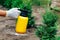 Garden sprayer bottle in female hand sprinkles thuja tree. Insect protection concept