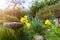 Garden in the spring with blooming yellow daffodils