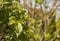 In the garden, spring in England - green leaves.