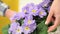 Garden springtime concept, woman florist hand touch flowers primroses