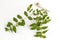 Garden Spurge (Euphorbia hirta L.)