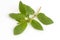 Garden Spurge (Euphorbia hirta L.)