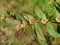 Garden Spurge leaves