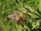 Garden Spurge leaves on blur background