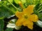 Garden: squash flower - h