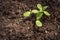 Garden. Squash sprouts. Agriculture sprouts