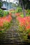 Garden stairs with flowers