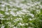Garden star-of-Bethlehem Ornithogalum umbellatum, field of flowers