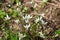 Garden star of bethlehem (ornithogalum umbellatum) flowers