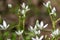 Garden star of bethlehem (ornithogalum umbellatum) flowers