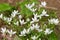 Garden star of bethlehem (ornithogalum umbellatum) flowers
