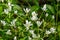 Garden star of bethlehem (ornithogalum umbellatum) flowers